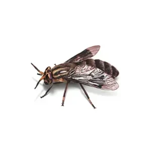 fly