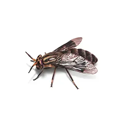 fly