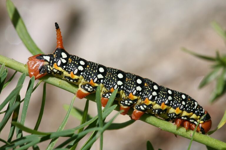 caterpillar-control-service
