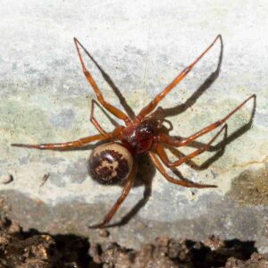 spider