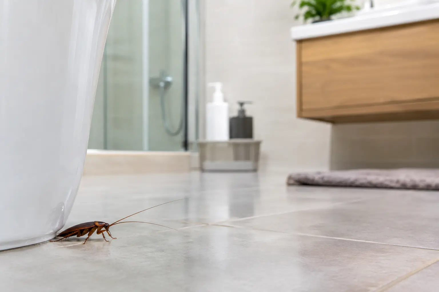 What Attracts Cockroaches in Bathrooms at Home?
